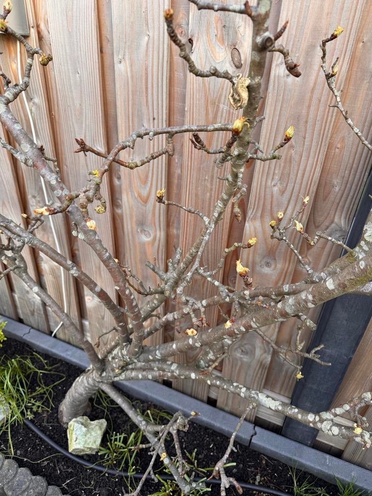 Perenboom - conference peren, Ophalen, Lente, Volle zon, Perenboom