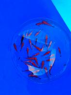 Sarasa 7-10 cm desgewenst bezorgd aan huis, Dieren en Toebehoren, Vissen | Vijvervissen, Goudvis(sen)