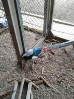 Fazanten.Lady.Amherst.  en goudfazanten, Dieren en Toebehoren, Vogels | Overige Vogels, Meerdere dieren