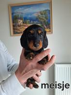 Teckels, Dieren en Toebehoren, Honden | Teckels en Dashonden, Kaninchen, België, Particulier, 8 tot 15 weken