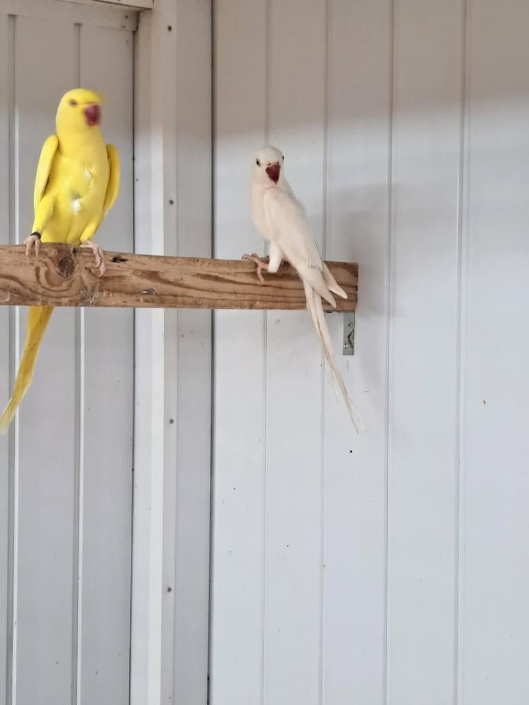 Halsbanden, Dieren en Toebehoren, Vogels | Parkieten en Papegaaien, Vrouwelijk, Parkiet, Geringd