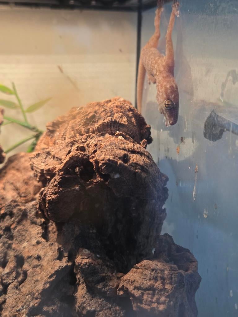 Ptyodactylus ragazzi 0.0.4, Slang, 0 tot 2 jaar