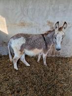 Te koop 3 ezels, Augustus, Mannelijk