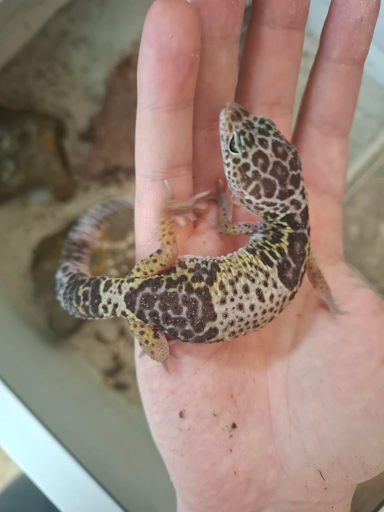 Eublepharis fuscus man, Slang, 0 tot 2 jaar