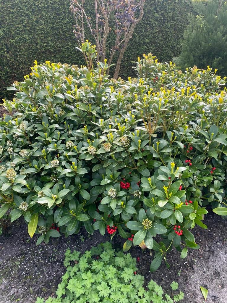 Skimmia Obsession, Tuin en Terras, Ophalen, Overige soorten