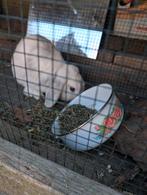 Konijnen, Dieren en Toebehoren, Mannelijk, Middelgroot