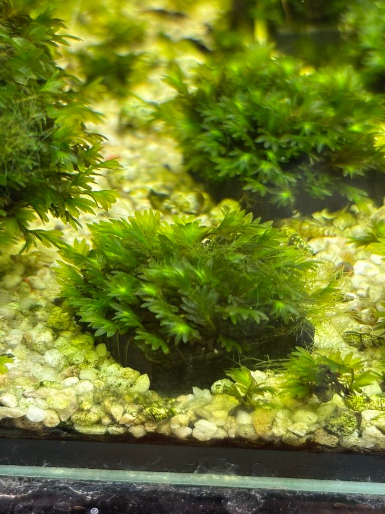 Fissidens mirosaki, Ophalen of Verzenden, Zo goed als nieuw, Plant(en), Steen of Hout