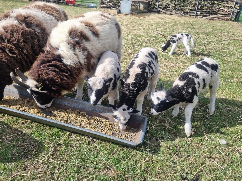 Jacobschaap lammeren, Meerdere dieren, Schaap, 0 tot 2 jaar