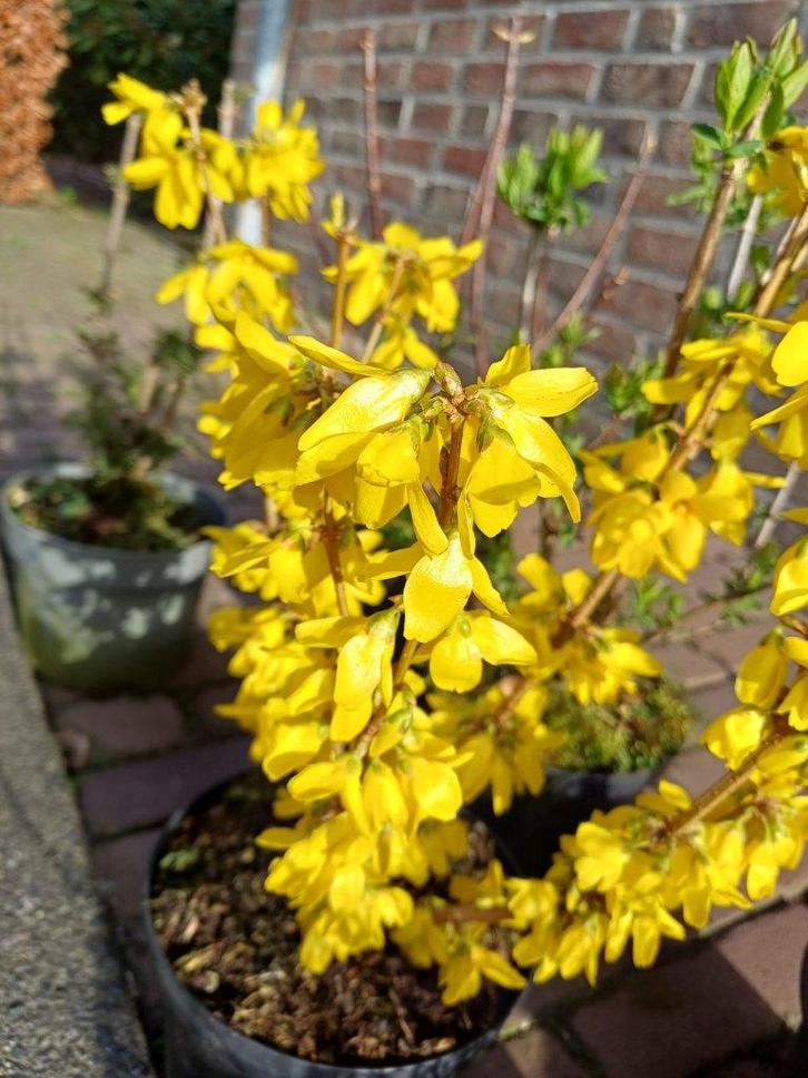 Aanbieding met omrijdbonus deel 2, Tuin en Terras, Planten | Tuinplanten, Vaste plant, Overige soorten, Volle zon, Ophalen