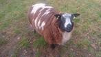 Mooie bonte dekram, Dieren en Toebehoren, Schapen, Geiten en Varkens, Mannelijk, Schaap, 0 tot 2 jaar