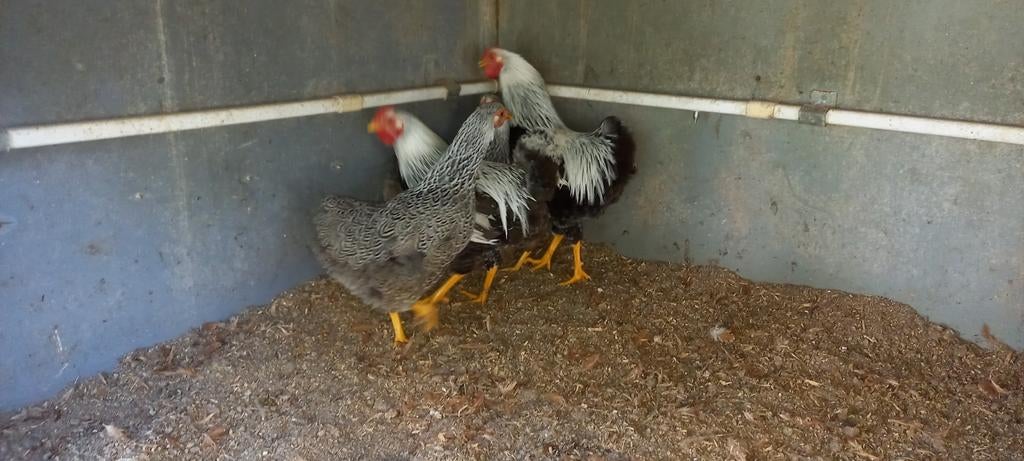 Broedeieren wyandotte in 20 kleuren, Dieren en Toebehoren, Pluimvee, Geslacht onbekend, Kip