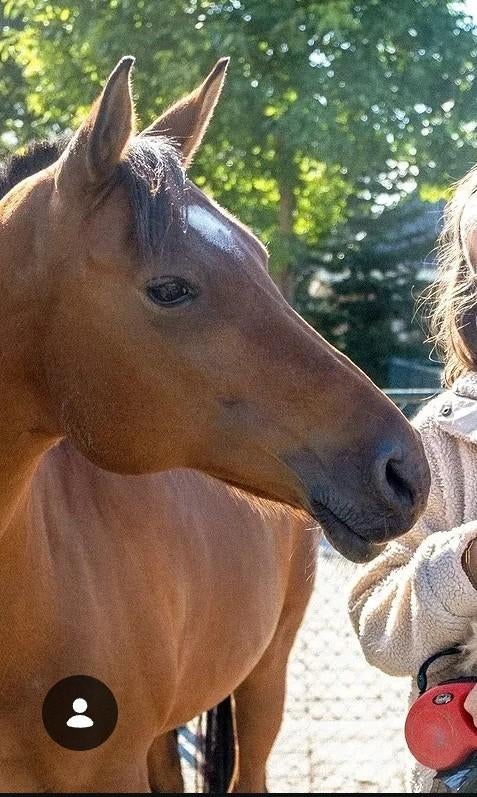 Bijrijder/verzorger gezocht voor merrie met blessure, Ophalen, Nieuw, Dressuur