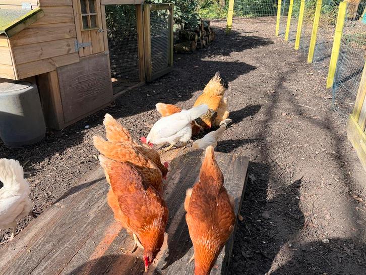 Kippen te koop, Dieren en Toebehoren, Pluimvee, Kip, Meerdere dieren