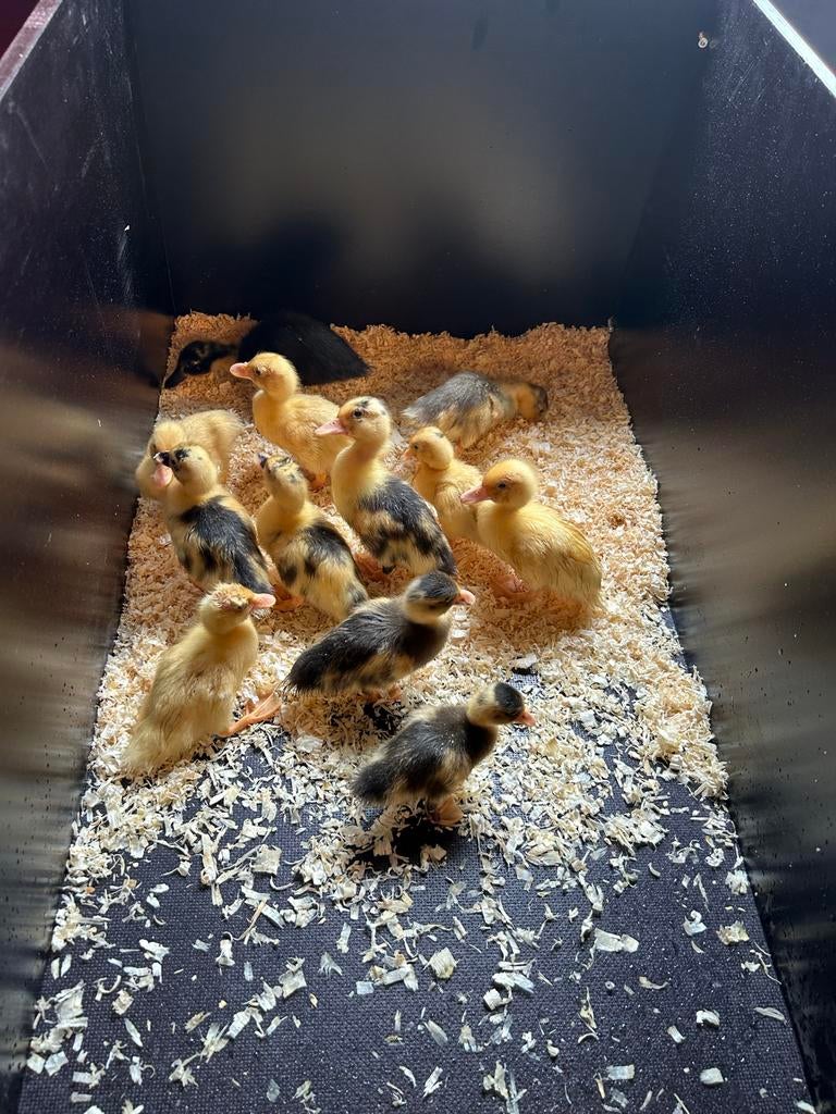 Kwaker kuikens, Dieren en Toebehoren, Geslacht onbekend, Kip