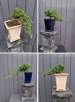 4 Bonsai Juniperus Squamata -Jeneverbes Cascade Bonsai, In pot, Minder dan 100 cm, Bonsai, Groene kamerplant