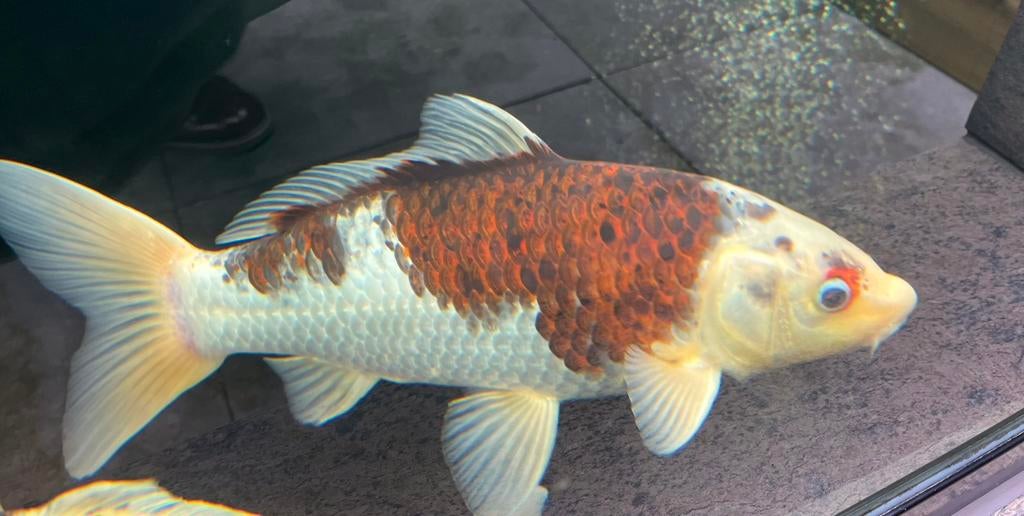 Te koop aangeboden een koi-vis, zijnde een Goroma, Karper of Koi