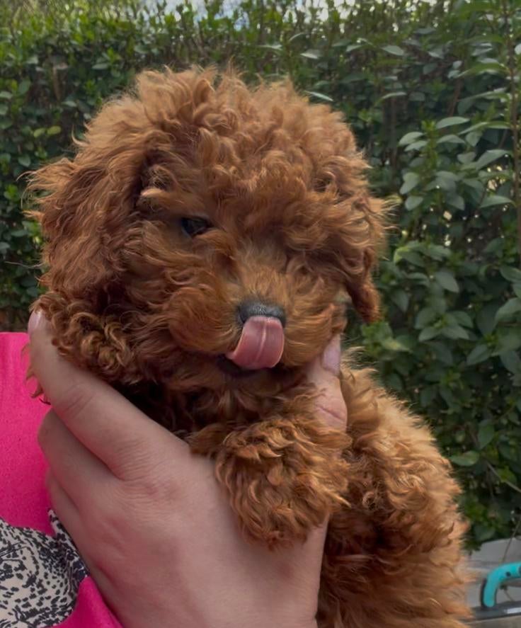 Toy poedel teefje, Dieren en Toebehoren, Honden | Chihuahua's en Gezelschapshonden, Poedel, Parvo, 8 tot 15 weken, Teef