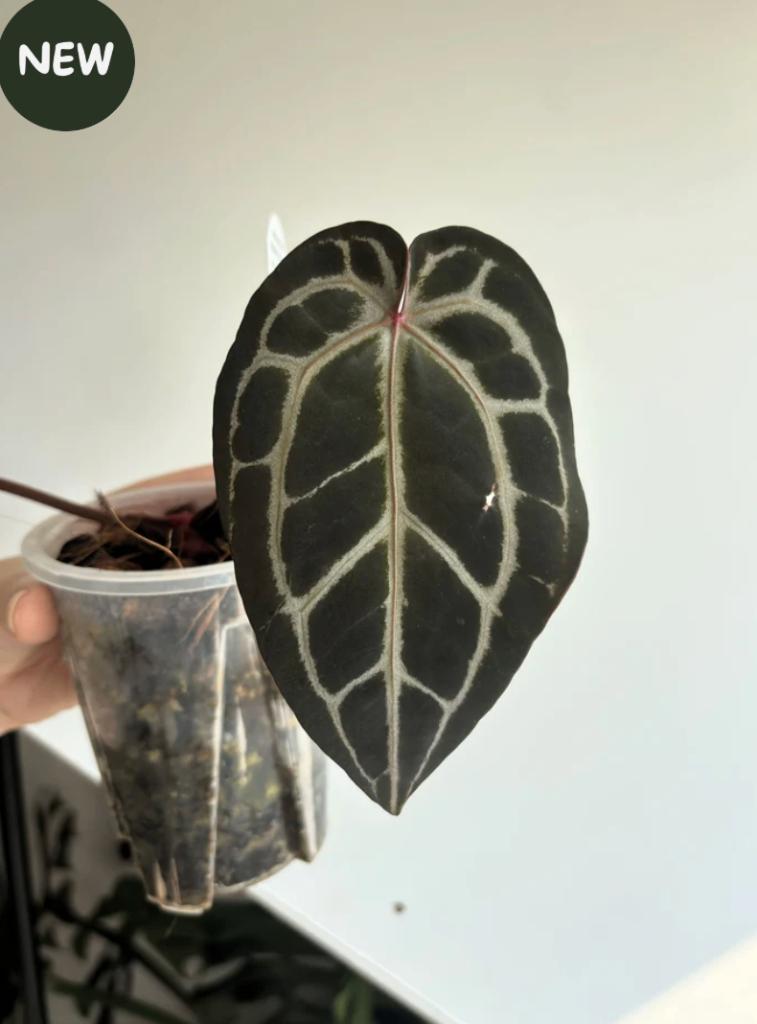 Anthurium Michelle by DocBlock #3, Ophalen of Verzenden, Halfschaduw, Minder dan 100 cm