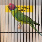 Pruimkop parkiet man, Dieren en Toebehoren, Mannelijk, Parkiet, Geringd