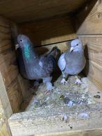 Takla duiven, Dieren en Toebehoren, Vogels | Duiven, Meerdere dieren, Postduif