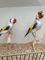 Te koop prachtig koppel majoor aminet putters, Dieren en Toebehoren, Meerdere dieren, Wildzangvogel, Geringd