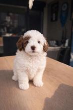 Maltipoo choco pups, Overige rassen, 8 tot 15 weken, Parvo, Meerdere