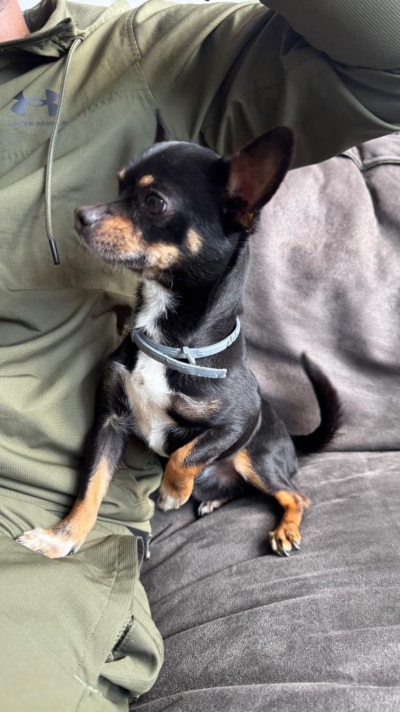 Chino (3,5) lieve hond zoekt warm thuis €450, Dieren en Toebehoren, Honden | Chihuahua's en Gezelschapshonden, Reu, Parvo, Eén hond