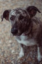 Lieve Griekse Straathond Leto, 6 jaar of ouder, Parvo, Teef, Groot