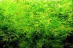 Guppy grass aquarium plant, Ophalen of Verzenden, Nieuw, Plant(en), Steen of Hout