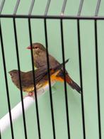 Koppel goudbuikjes, Dieren en Toebehoren, Meerdere dieren