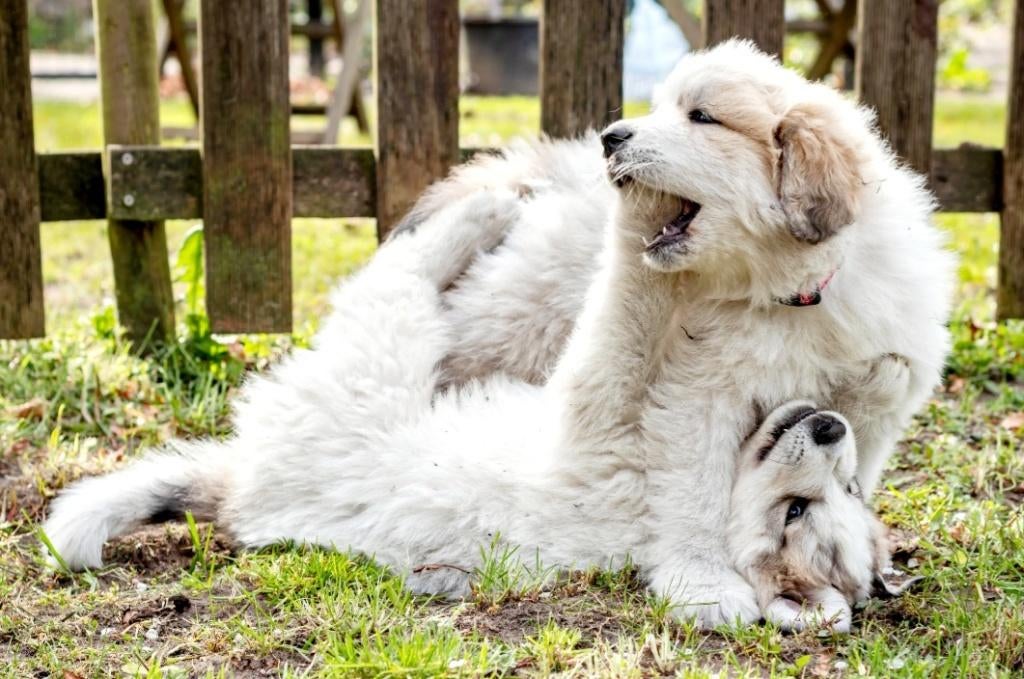 Pyreneese Berghond pups, Dieren en Toebehoren, Parvo, Overige rassen, 8 tot 15 weken, Meerdere dieren
