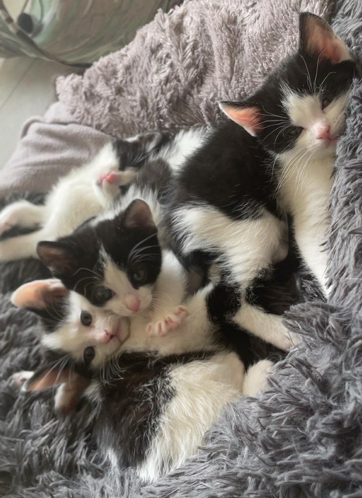 Lieve kittens te koop, Dieren en Toebehoren, Katten en Kittens | Overige Katten, Meerdere dieren, Kortharig, 0 tot 2 jaar