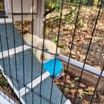 Konijn te koop, Dieren en Toebehoren, Konijnen, Mannelijk, Dwerg