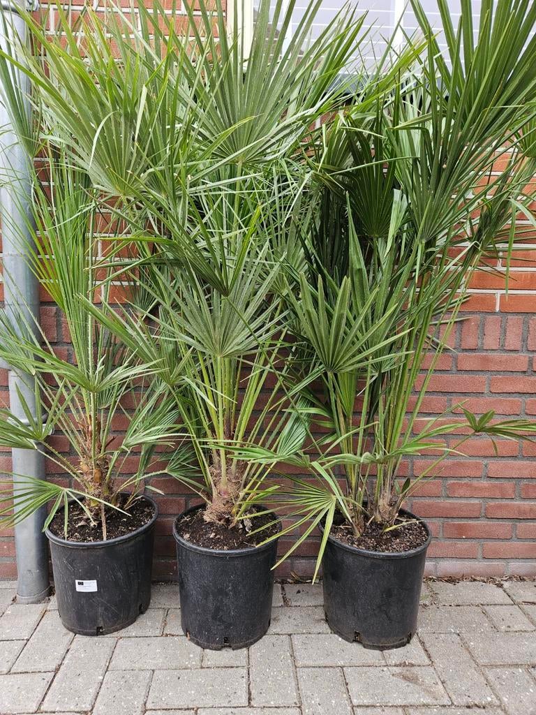 Cycas Revoluta 149 euro gratis bezorgd inom Hsum, Tuin en Terras, Ophalen of Verzenden, Vaste plant, Overige soorten, Volle zon