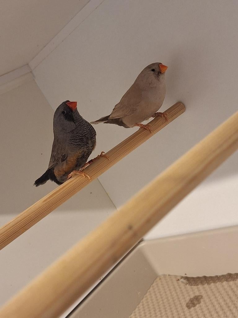 Bleekrug bruin charcoal zebravinken, Meerdere dieren