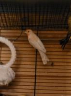 Roodmus opaal man wvt meer vogels, Dieren en Toebehoren