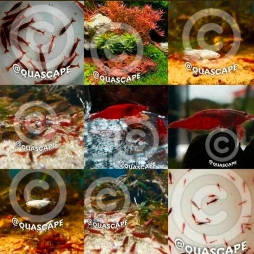 Bloody Mary garnalen High Grade (neocaridina) aquarium, Kreeft, Krab of Garnaal