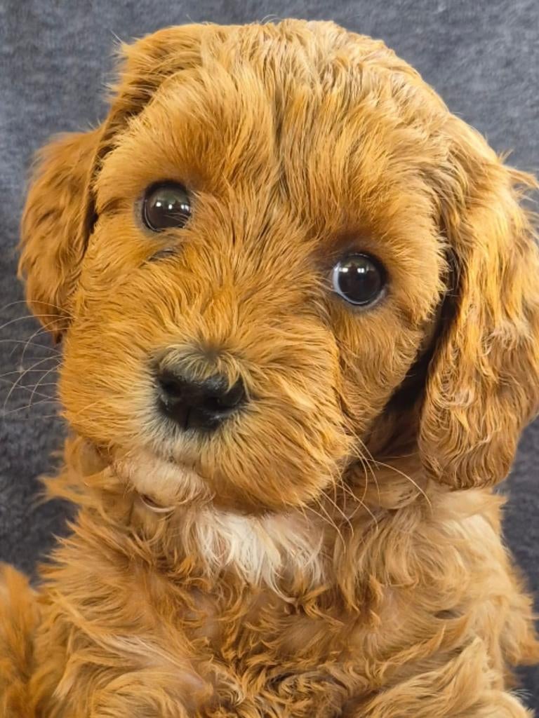 Australian labradoodle pups, 8 tot 15 weken, Parvo, Meerdere dieren, Eén hond