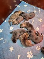 Te koop, 8 tot 15 weken, Teef, Meerdere, Herder