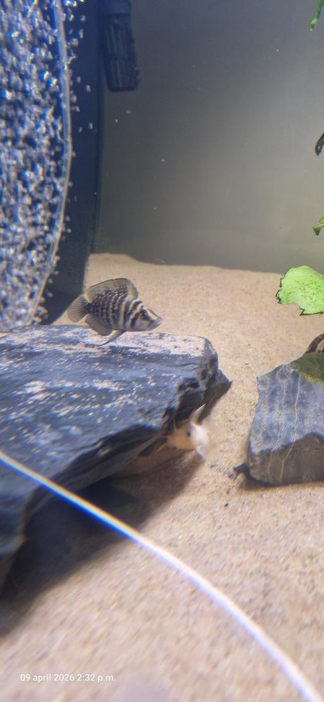 Calvus black 7cm, Dieren en Toebehoren, Vissen | Aquariumvissen, Vis