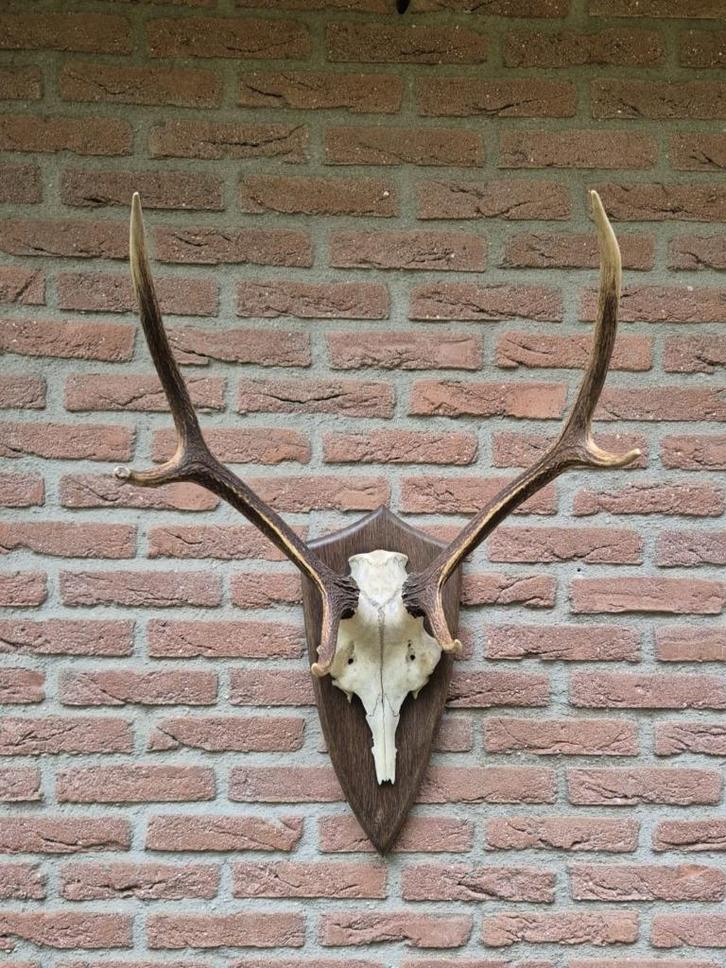 Mooi Edelhert Gewei Jacht Trofee Mancave Jacht Hut d85, Verzamelen, Dierenverzamelingen, Zo goed als nieuw, Gewei of Kop, Hert