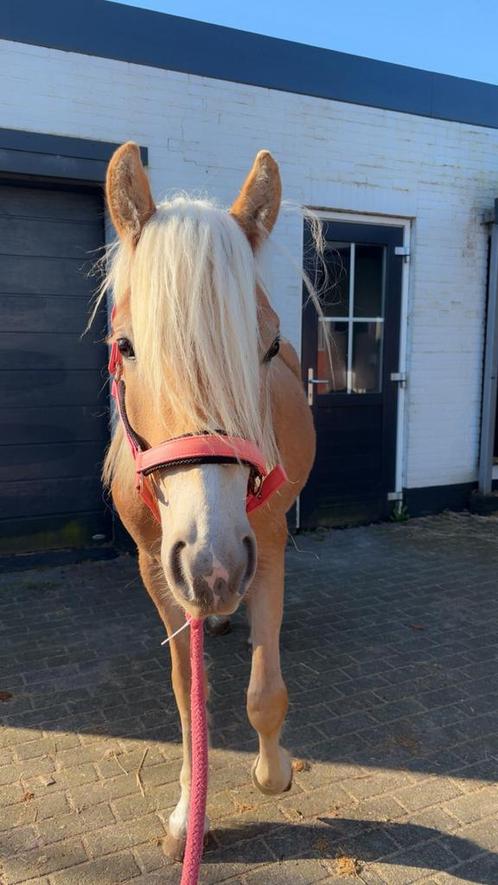 Lieve 2-jarige haflingermerrie te koop, Dieren en Toebehoren, Pony's, Merrie, 0 tot 2 jaar