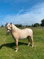 Mooie welsh merrie, Dieren en Toebehoren, Merrie, Onbeleerd, Minder dan 160 cm, 3 tot 6 jaar