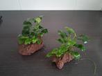 Mooie anubias, Ophalen of Verzenden, Zo goed als nieuw, Plant(en), Steen of Hout
