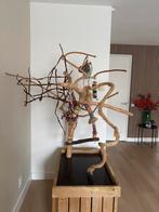 Boom voor papegaaien, Papegaai