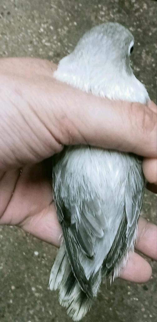Prachtige brr agapornis fisheri opaline euwing grey df pop, Dieren en Toebehoren, Vogels | Parkieten en Papegaaien, Dwergpapegaai of Agapornis