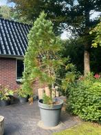 Sequoiadendron giganteum, Tuin en Terras, Ophalen, In pot, Volle zon, Overige soorten