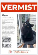 Beer vermist Lindenhorststraat Stadshagen, Dieren en Toebehoren, Katten en Kittens | Overige Katten, Kater