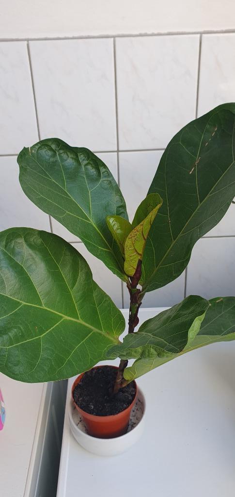 tabaksplant, vioolbladplant, Ficus lyrata, groot blad, mooi!, Huis en Inrichting, Kamerplanten, Overige soorten, Minder dan 100 cm