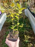 Quercus ilex, Tuin en Terras, Planten | Tuinplanten, Ophalen, Overige soorten, Volle zon